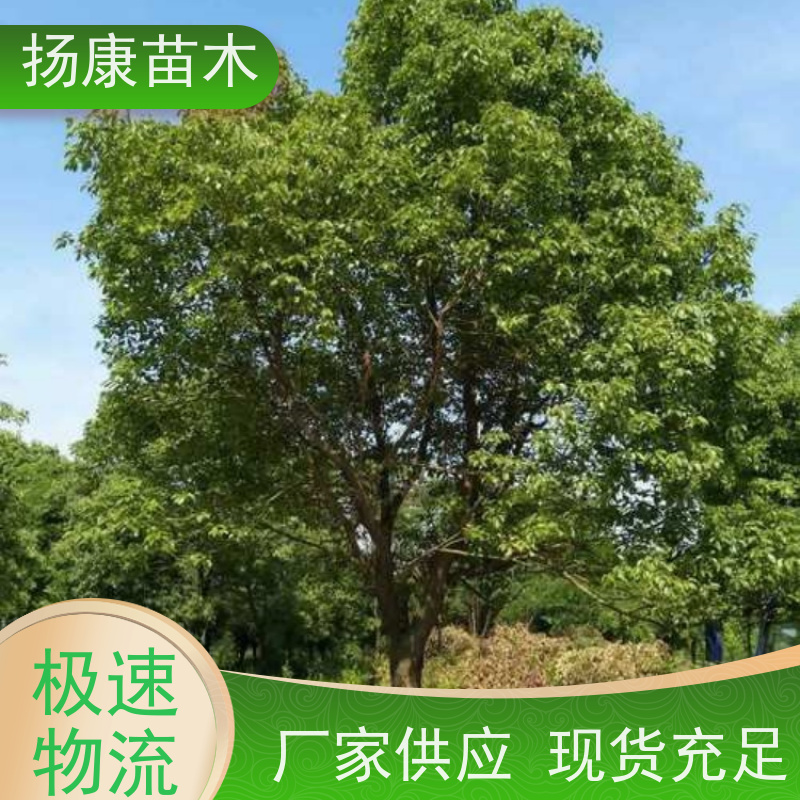 扬康苗木 基地现选现挖 成活率高 19公分香樟树
