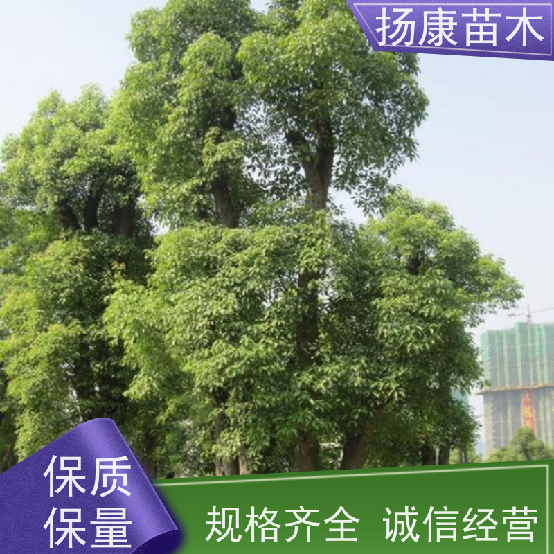 扬康苗木 城市乡镇行道风景庭荫防护树 基地直供 30公分香樟树