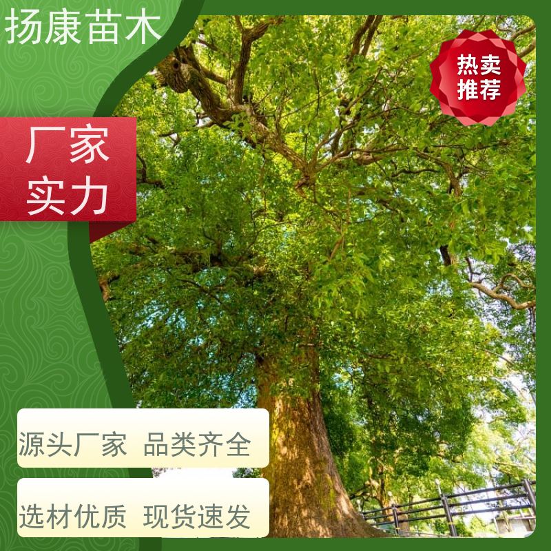 扬康苗木 景区园林行道风景绿化工程苗 16公分香樟树