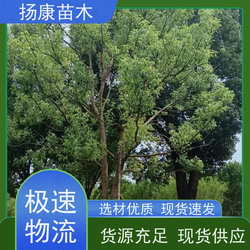 扬康苗木 冠幅饱满树形优美 四季常绿 30公分香樟树