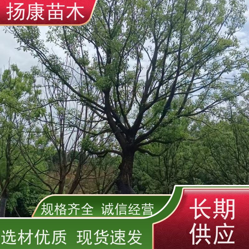 扬康苗木 城市乡镇行道风景庭荫防护树 基地直供 精品香樟树 