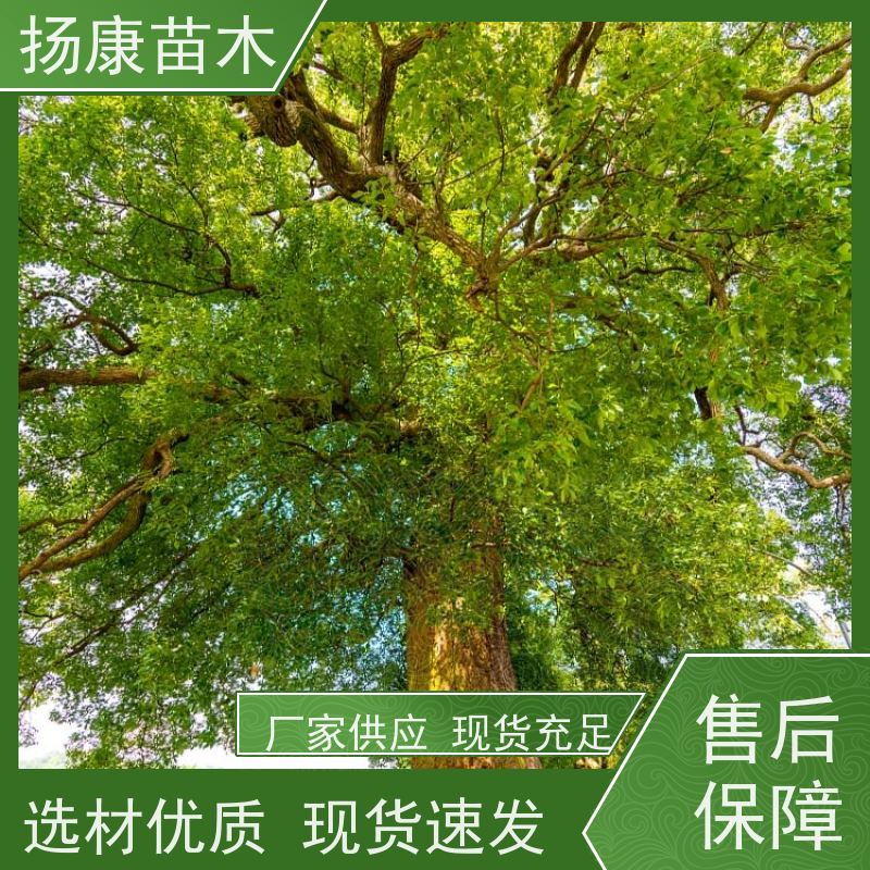 扬康苗木 城市乡镇行道风景庭荫防护树 基地直供 6公分香樟树