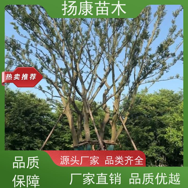 50公分丛生朴树 扬康苗木 大小规格齐全 公园广场造型绿化树 易栽培