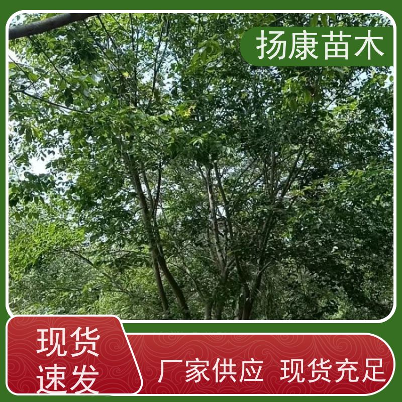 精品丛生朴树 扬康苗木 对土壤要求不严 有一定耐干旱能力 带土球发货