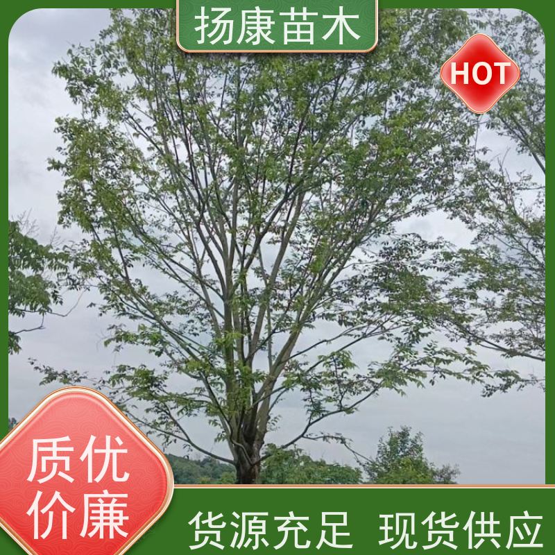 60公分丛生朴树 扬康苗木 耐寒适应力较强适合公园庭院街道公路荫树
