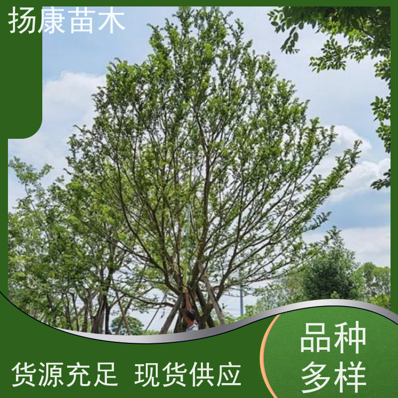 8米丛生朴树 扬康苗木 城市绿化工程行道树 现挖现发 基地直售