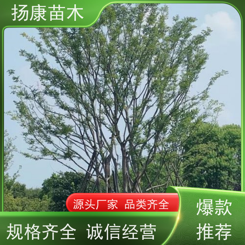 90公分丛生朴树 扬康苗木 园林行道绿化露地栽培 根系发达