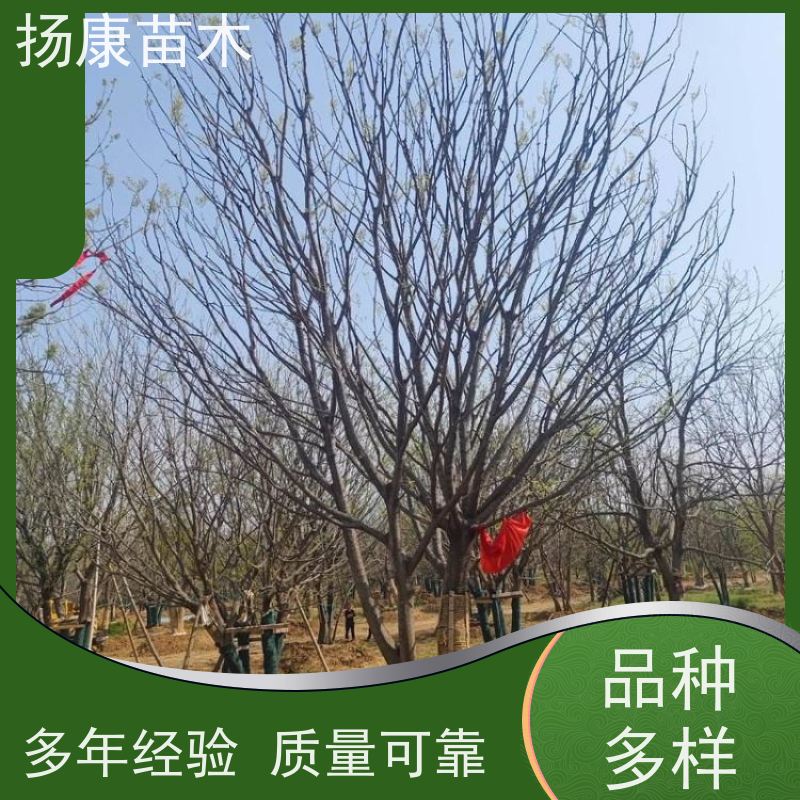 80公分丛生朴树 扬康苗木 各规格齐全 景区园林绿化工程行道树