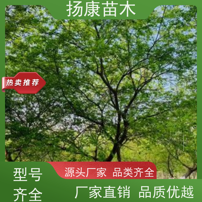20公分丛生朴树 扬康苗木 城市绿化工程行道树 现挖现发 基地直售