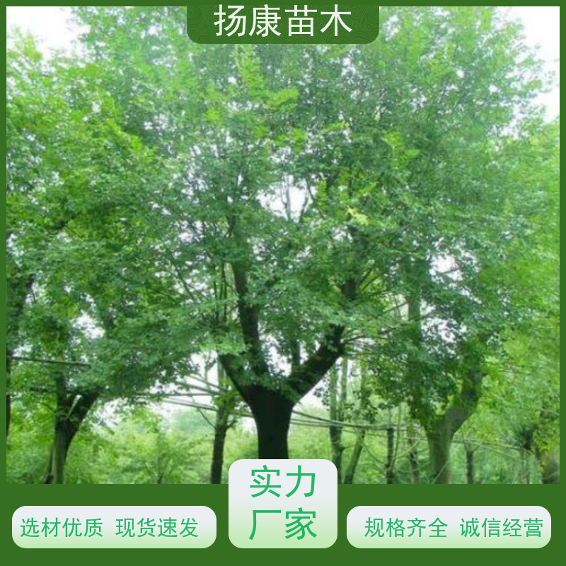 60公分丛生朴树 扬康苗木 园林行道绿化露地栽培 根系发达