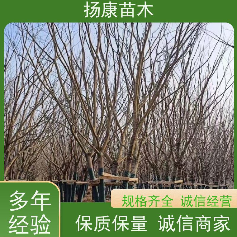 朴树 扬康苗木 大小规格齐全 公园广场造型绿化树 易栽培