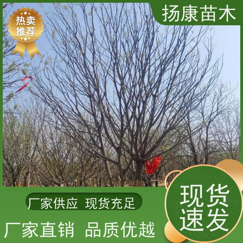 丛生朴树9米 扬康苗木 抗风抗烟滞尘 容易存活 生长速度快 观赏风景