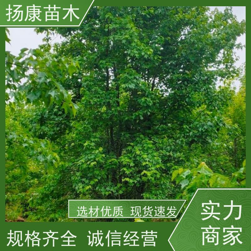 8米丛生朴树 扬康苗木 园林景观工程用 自然树冠造型美