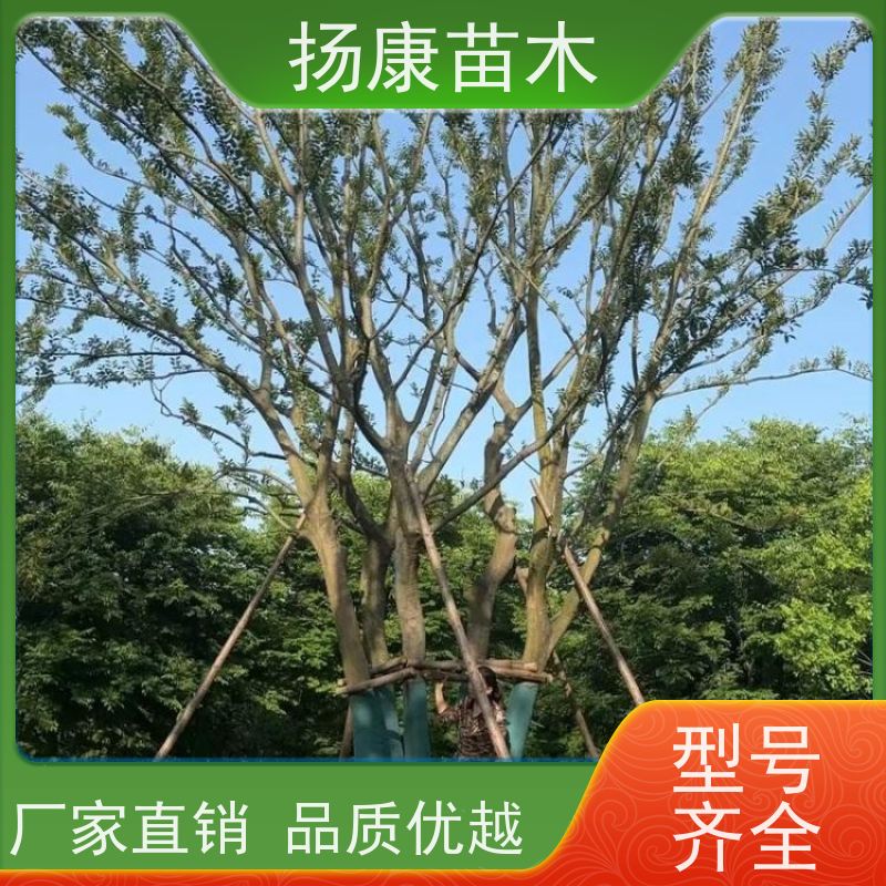 22 公分丛生朴树 扬康苗木 庭院小区庭荫树 规格齐全 树形优美