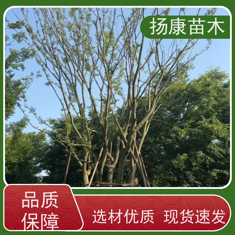 丛生朴树6米 扬康苗木 公园行道庭荫树 园林工厂矿区绿化树种