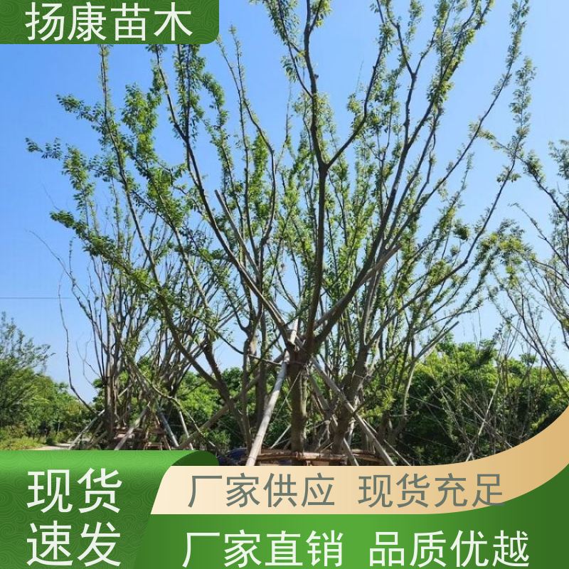 独杆丛生朴树 扬康苗木 公园道路风景树行道树 现挖现卖