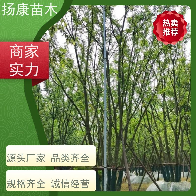 7米丛生朴树 扬康苗木 公园道路风景树行道树 现挖现卖