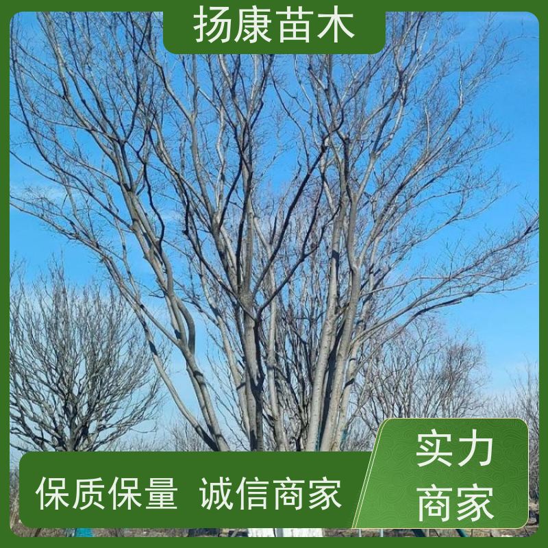 丛生朴树7米 扬康苗木 叶色鲜艳 街道造型装饰树 自产自销
