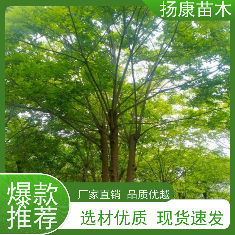 60公分丛生朴树 扬康苗木 城市绿化工程行道树 现挖现发 基地直售