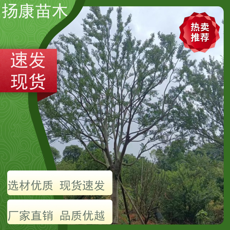 丛生朴树8米 扬康苗木 树形优美 多分支 枝叶茂盛
