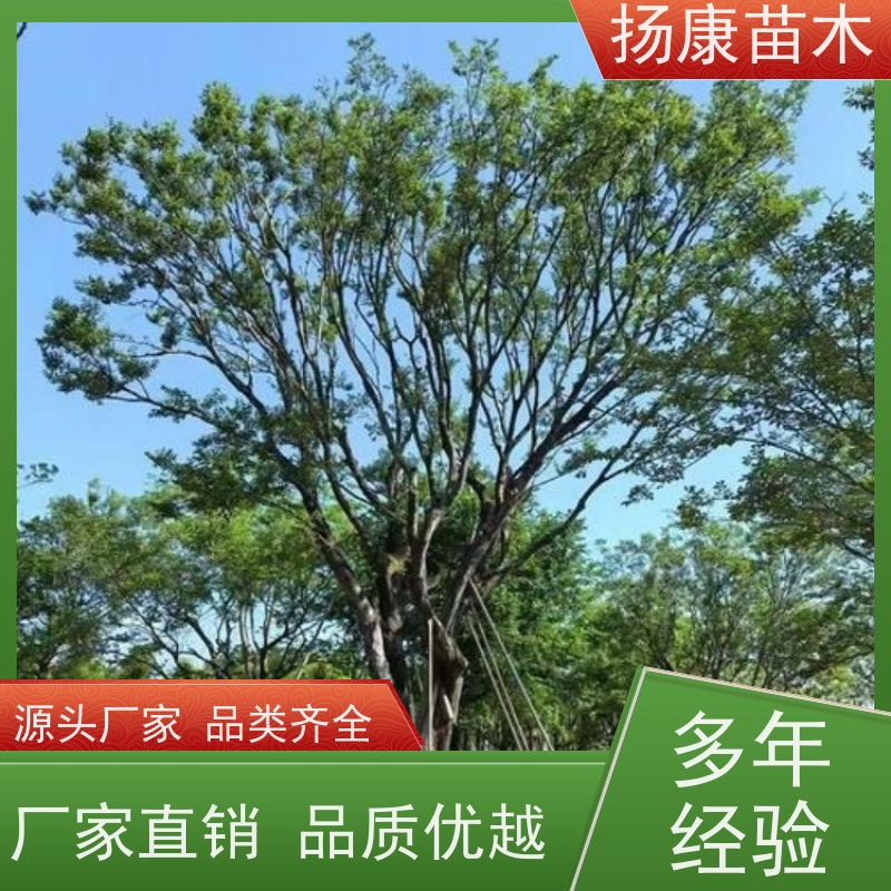 50公分丛生朴树 扬康苗木 苗圃基地批发 树形精品