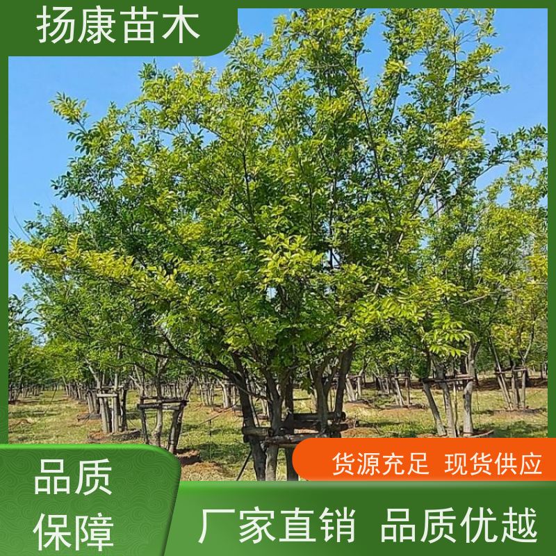 20公分丛生朴树 扬康苗木 公园行道庭荫树 园林工厂矿区绿化树种