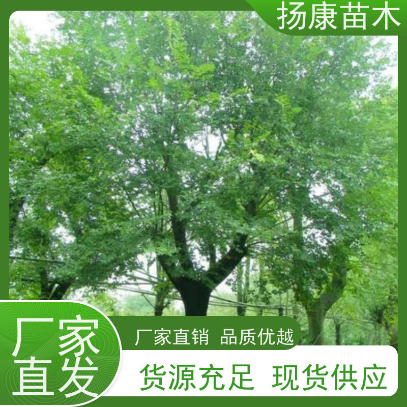 20公分丛生朴树 扬康苗木 庭院小区庭荫树 规格齐全 树形优美