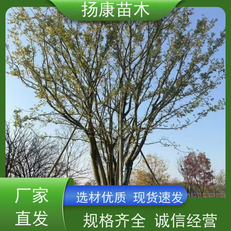 丛生朴树8米 扬康苗木 庭院植物观赏树大型绿化树 适应能力强