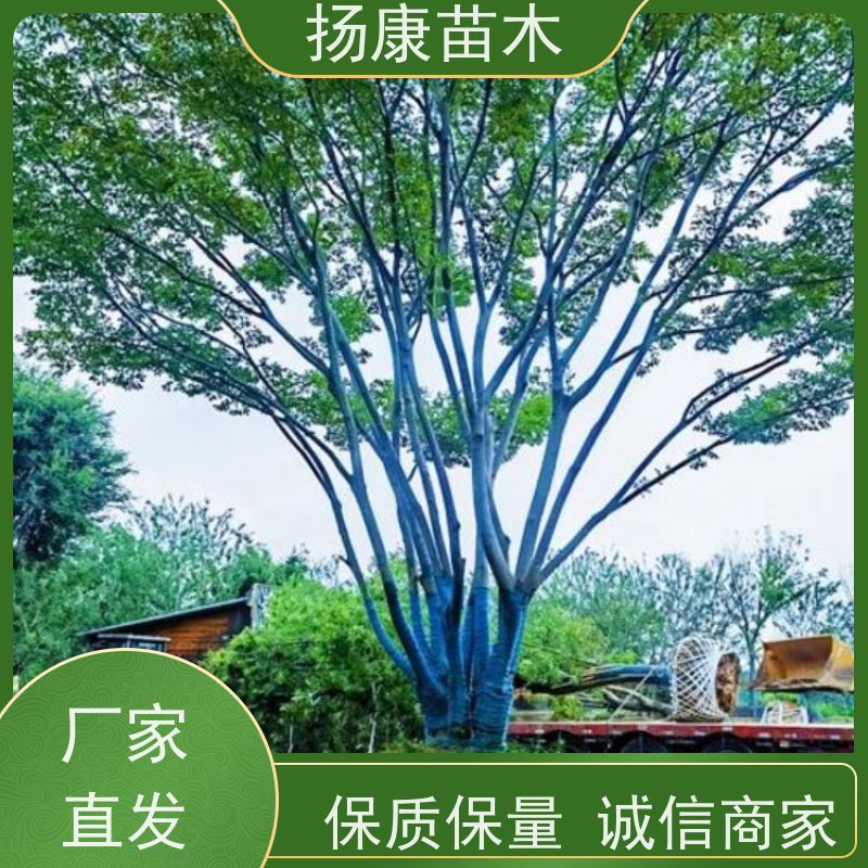 9米丛生朴树 扬康苗木 叶色鲜艳 街道造型装饰树 自产自销