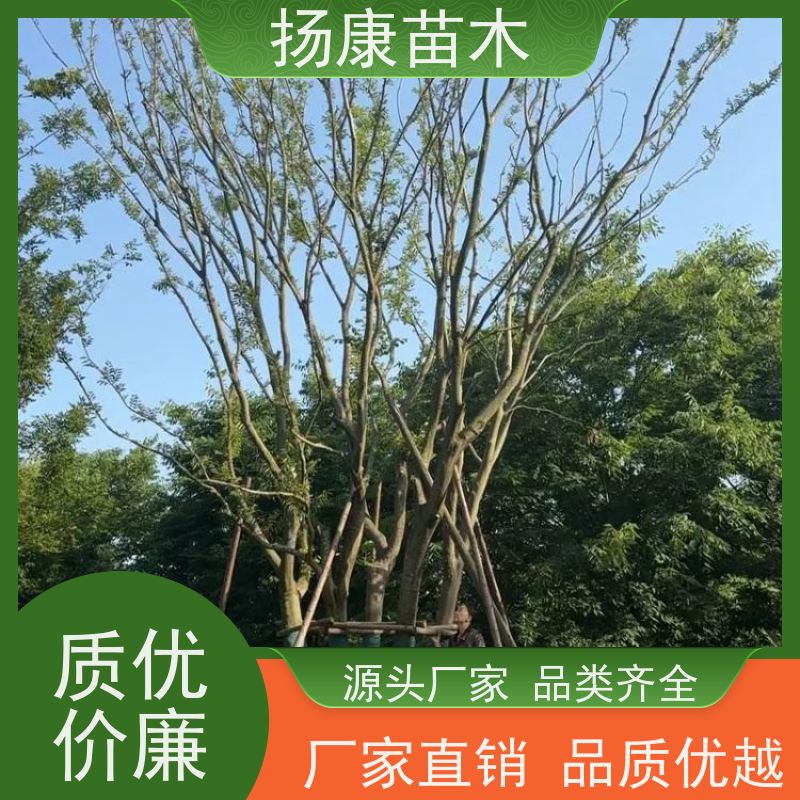 12公分丛生朴树 扬康苗木 自产自销 基地批量供应