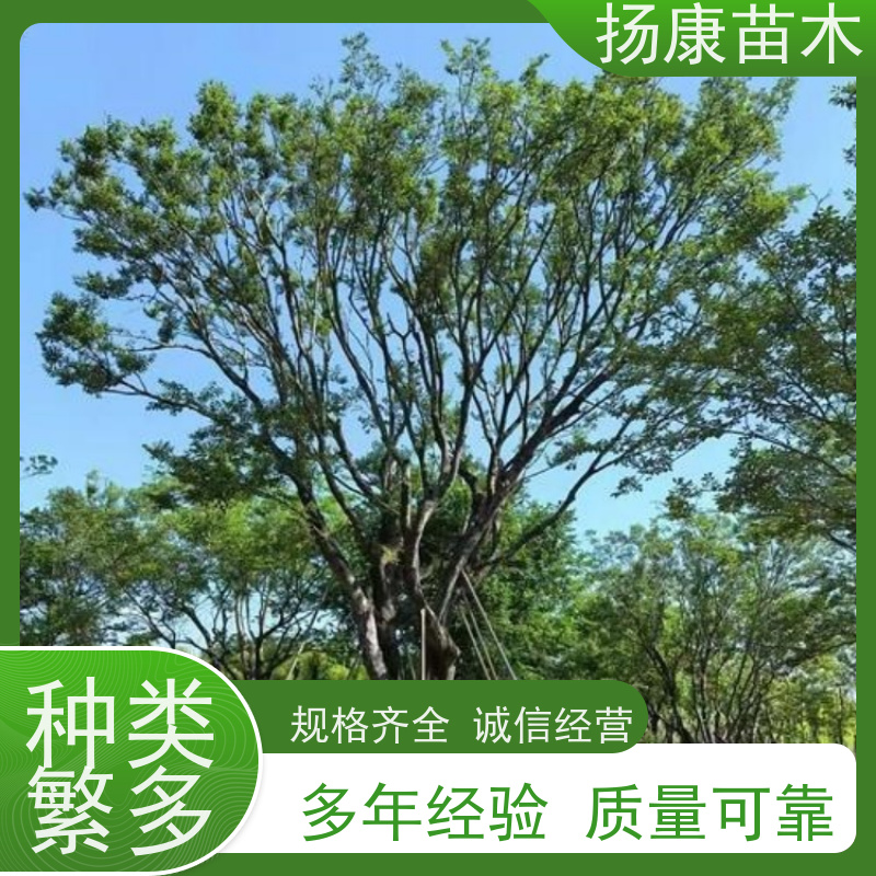 朴树 扬康苗木 工程绿化苗 行道树 青树15公分 占地