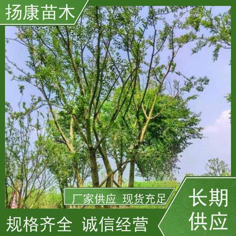 丛生朴树7米 扬康苗木 冠幅5米 高度6米 耐寒 易成活