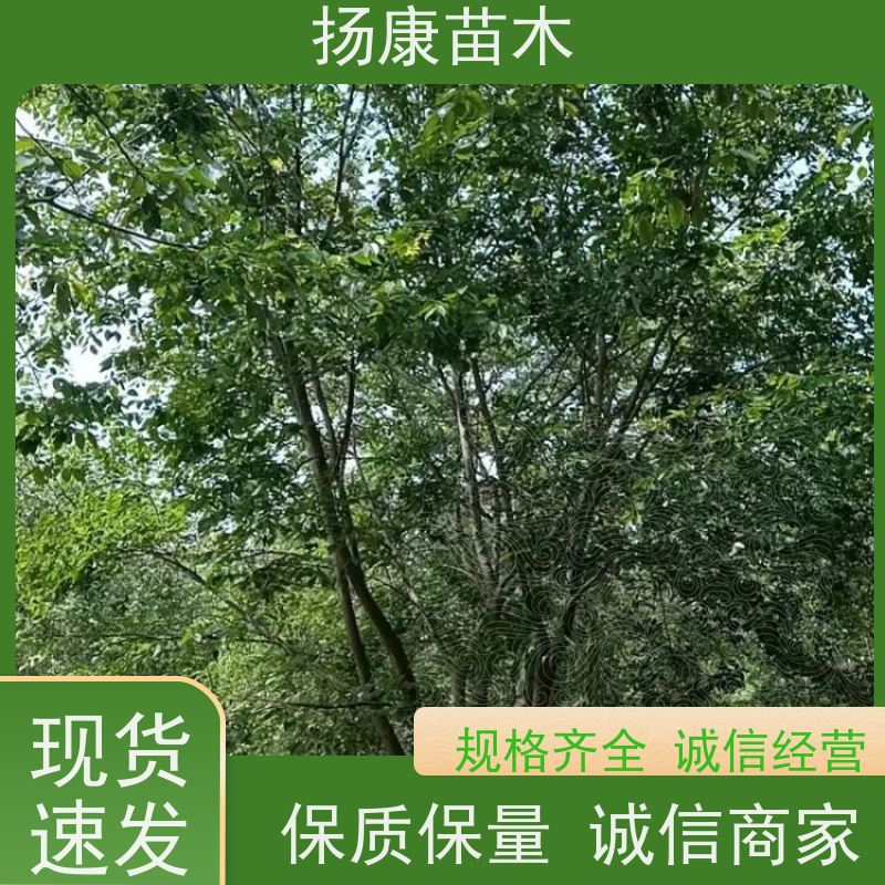 18公分丛生朴树 扬康苗木 耐寒适应力较强适合公园庭院街道公路荫树