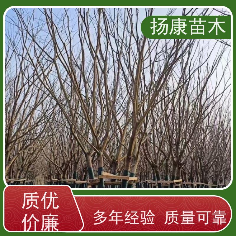 精品丛生朴树 扬康苗木 抗风抗烟滞尘 容易存活 生长速度快