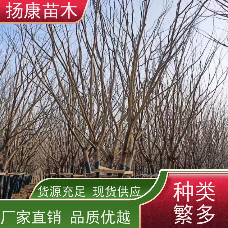 丛生朴树5米 扬康苗木 大小规格齐全 公园广场造型绿化树 易栽培