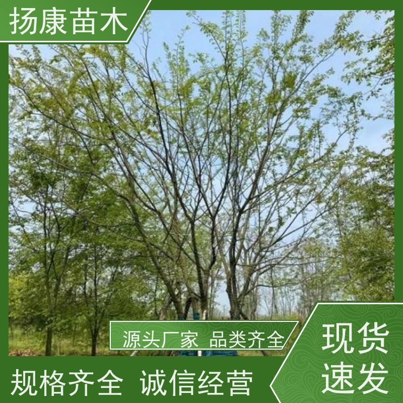9米丛生朴树 扬康苗木 耐寒适应力较强适合公园庭院街道公路荫树