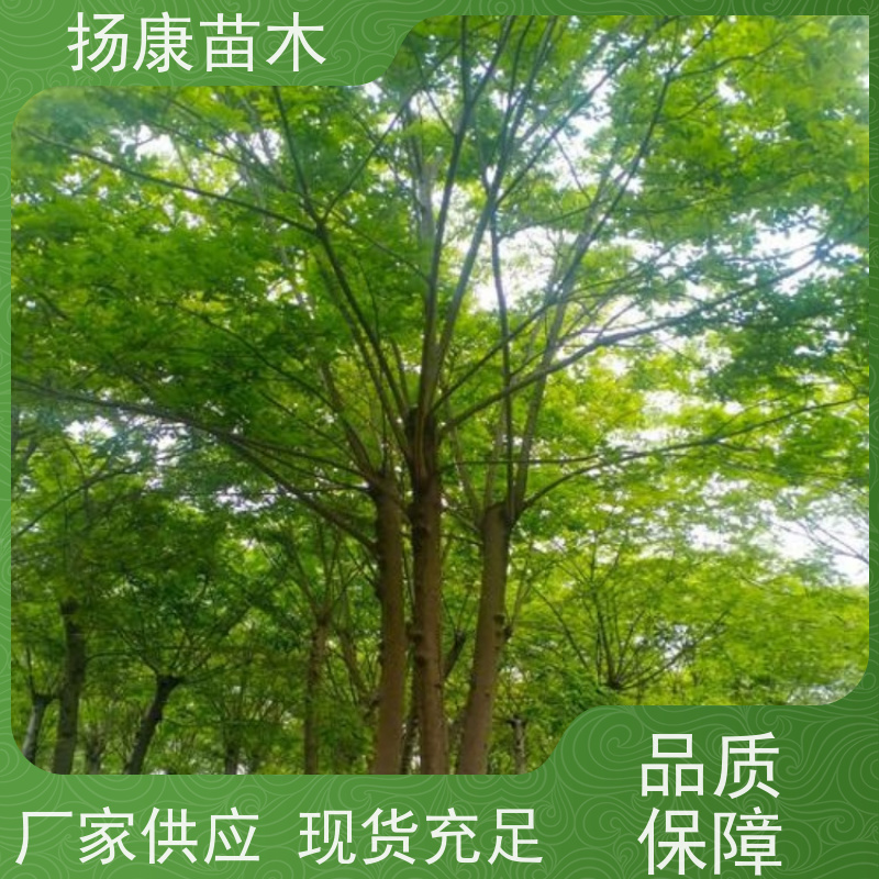 丛生朴树9米 扬康苗木 大型乔木种植基地 工程行道树 存活率高