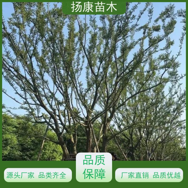 70公分丛生朴树 扬康苗木 城市绿化工程行道树 现挖现发 基地直售
