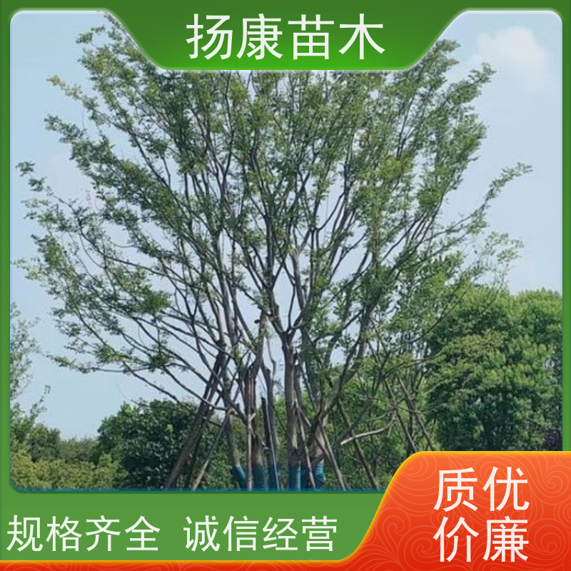 90公分丛生朴树 扬康苗木 公园行道庭荫树 园林工厂矿区绿化树种