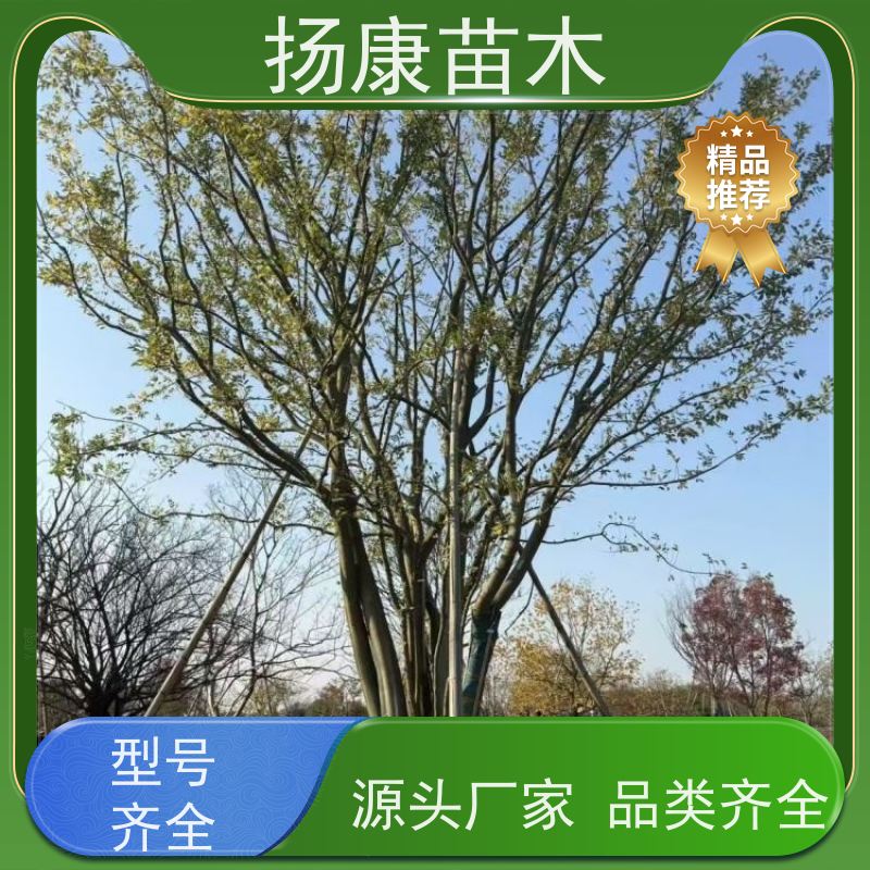 多分枝丛生朴树 扬康苗木 庭院小区庭荫树 规格齐全 树形优美
