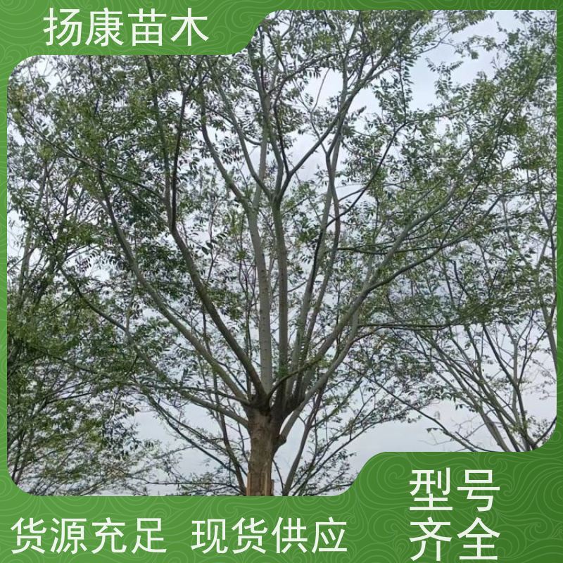 10公分丛生朴树 扬康苗木 公园行道庭荫树 园林工厂矿区绿化树种