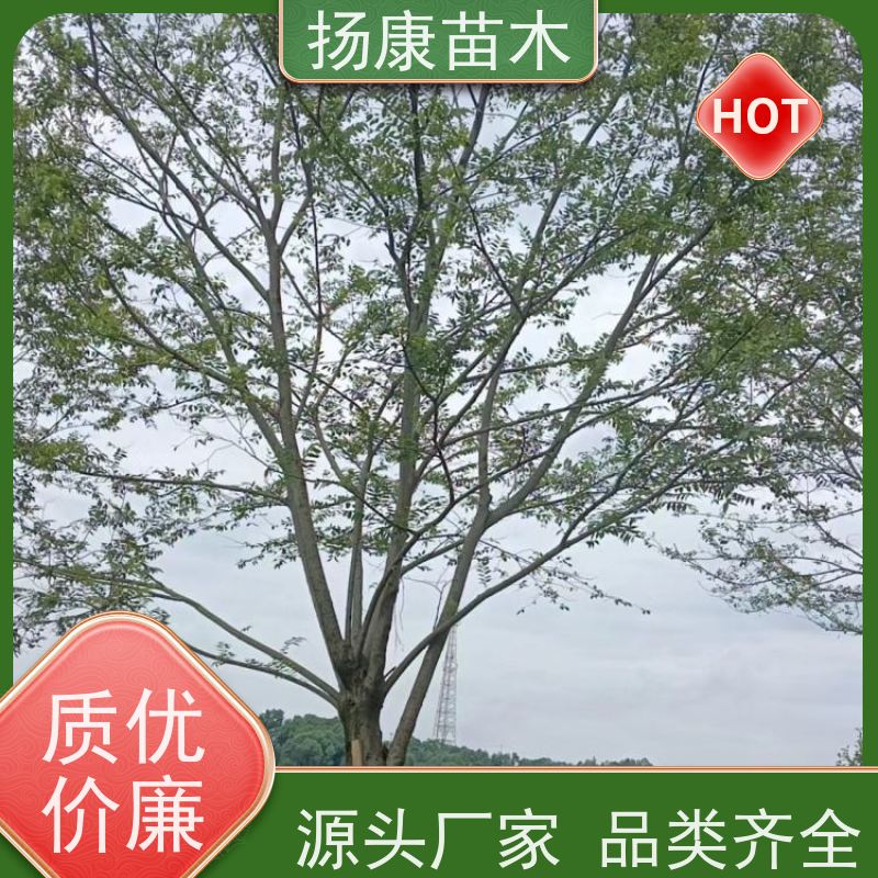 朴树 扬康苗木 园林行道绿化露地栽培 根系发达