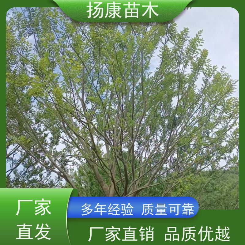 20公分丛生朴树 扬康苗木 园林行道绿化露地栽培 根系发达