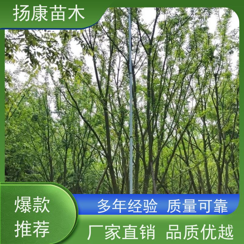 丛生朴树10米 扬康苗木 露地 观形 主干高2.8m 风景树