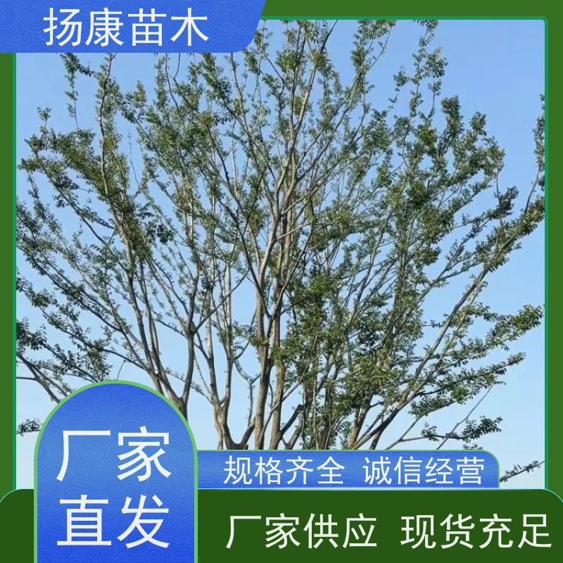 60公分丛生朴树 扬康苗木 景区园林绿化工程树 行道树 源头厂家