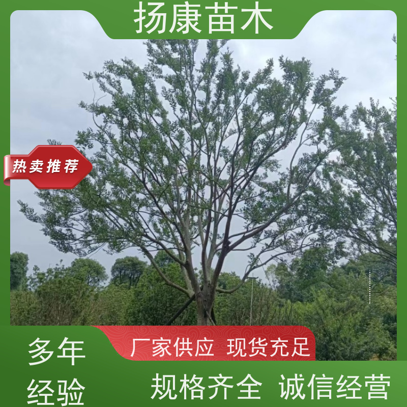 6米丛生朴树 扬康苗木 各规格齐全 景区园林绿化工程行道树