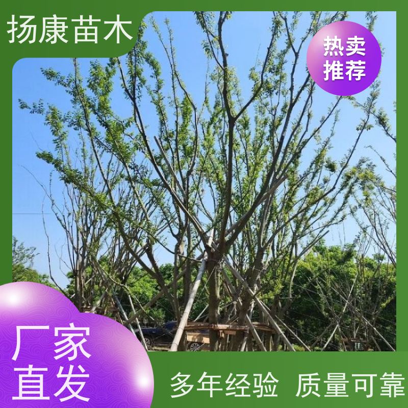 独杆丛生朴树 扬康苗木 自产自销 基地批量供应