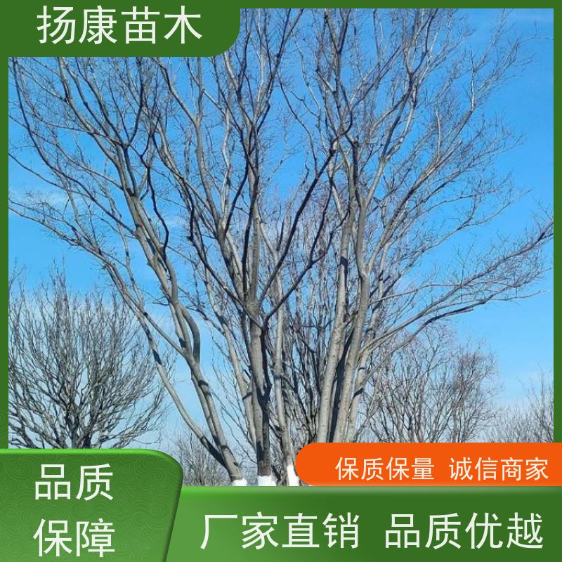 丛生朴树9米 扬康苗木 耐寒适应力较强适合公园庭院街道公路荫树