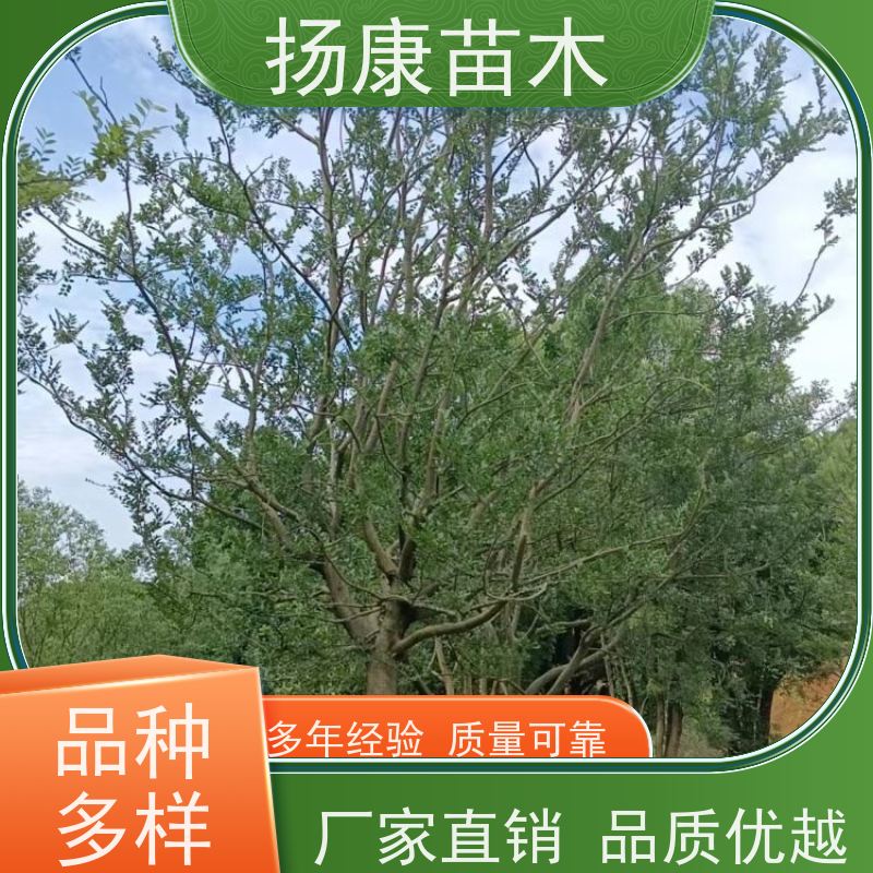 丛生朴树5米 扬康苗木 露地 观形 主干高2.8m 风景树