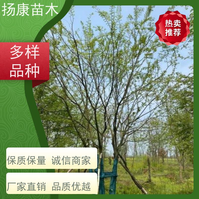 丛生朴树9米 扬康苗木 露地 观形 主干高2.8m 风景树